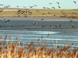 reserva natural de lagunas de Villafáfila